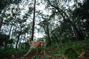 BIB: 
                            <button type="button" onclick="openModal(22569724)" class="btn btn-primary btn-sm float-right btn-popup" data-toggle="modal" data-target=".modal-high-quality">
                        <i class="fas fa-shopping-cart"></i> Add to Cart
                    </button>
                                            <button type="button" onclick="isThisMe(22569724, true)" class="btn btn-success btn-sm float-right btn-popup btn-isme hidden" data-toggle="tooltip" data-placement="bottom" title="นี่คือรูปของคุณใช่ไหม คลิกที่นี่เพื่อเอาเข้าอัลบั้ม">
                        <i class="fas fa-plus"></i> Add to album
                    </button>
                    <button type="button" onclick="isThisMe(22569724, false)" class="btn btn-warning btn-sm float-right btn-popup btn-isnotme hidden">
                        <i class="fas fa-ban"></i> Remove from album
                    </button>